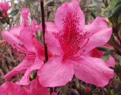 Pride of Mobile Evergreen Azalea, Rhododendron x 'Pride of Mobile'